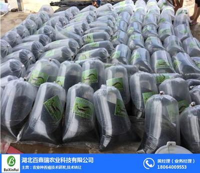 泥鰍養(yǎng)殖技術(shù)大全及白瑞鑫科技的技術(shù)轉(zhuǎn)讓